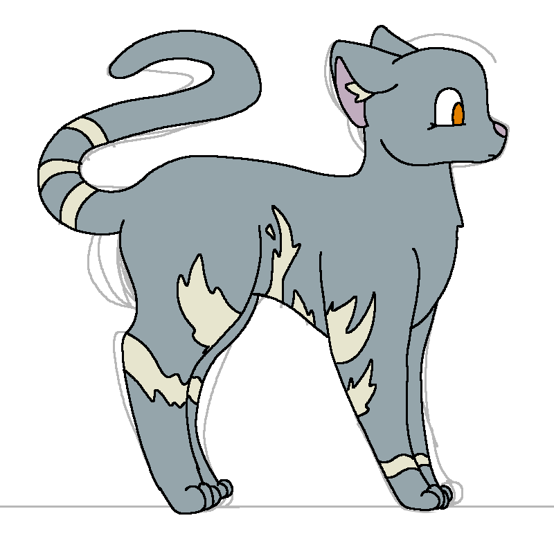 Smooth grey cat with white markings